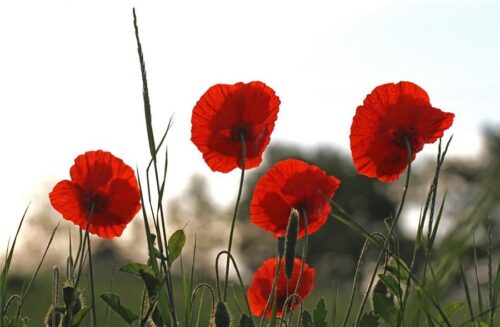 Wapenstilstand in Denderleeuw, Welle en Iddergem